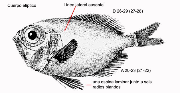 Diretmichthys parini_001.jpg
